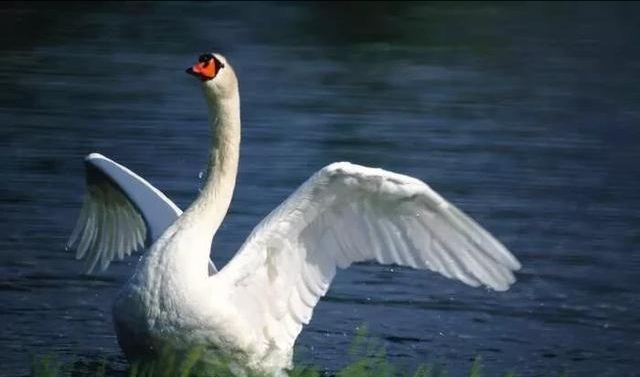 鹅的寿命有多长呢,鹅的寿命能达到多少年