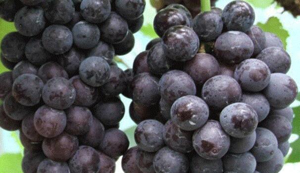 葡萄怎么买甜,葡萄怎么买新鲜的