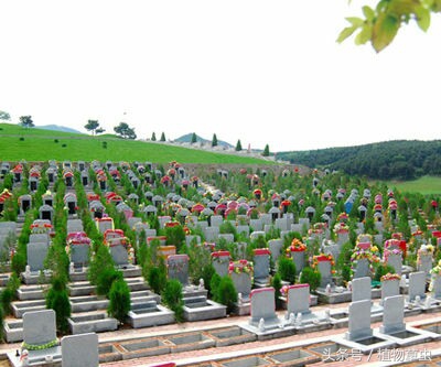 祖坟上长的桃树有何说法,坟上长毛桃树好吗