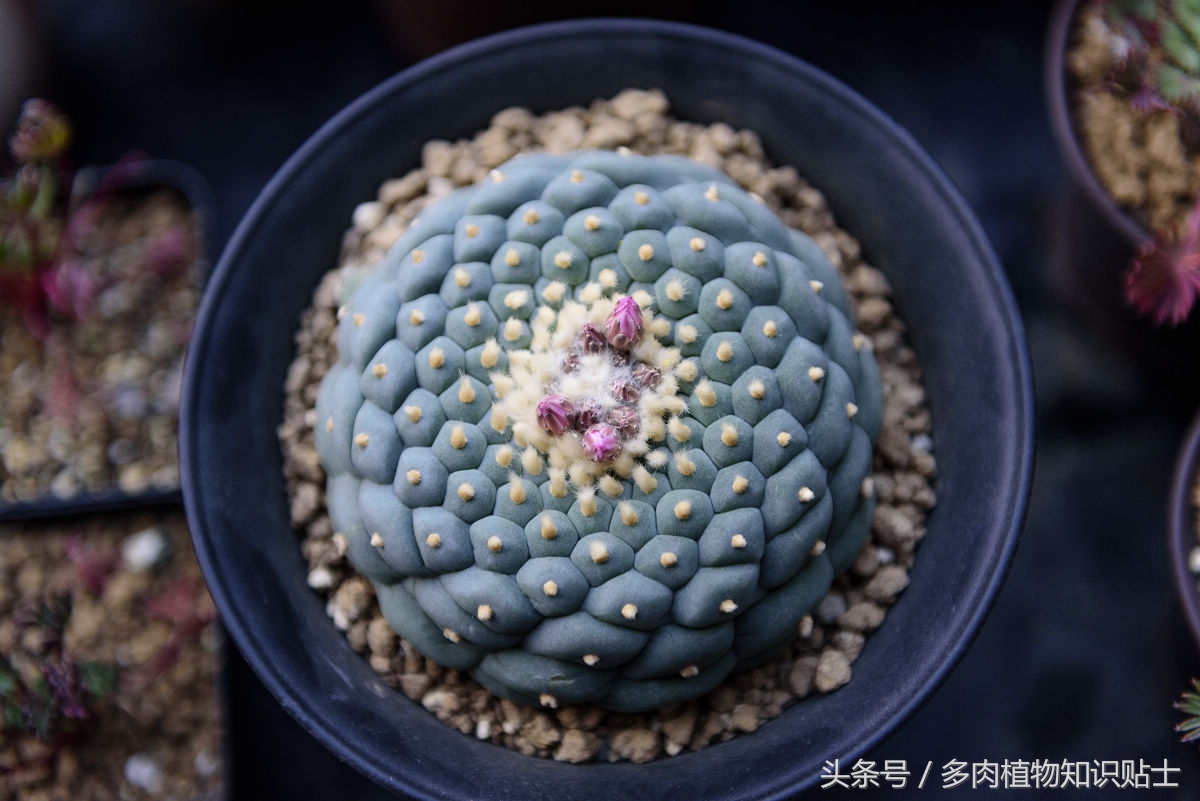 仙人球种子直接种植,仙人球种植视频