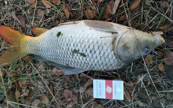 晚秋鲤鱼不开口,晚秋小鱼闹窝怎么钓鲫鱼