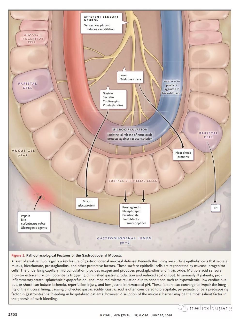 医学插画插图,医学插画sci