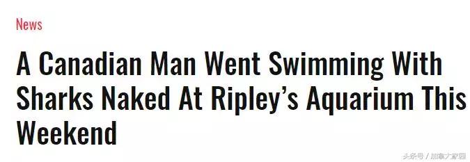 一男子跳进鲨鱼池,美国一男子跳进水族馆鱼缸