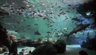 一男子跳进鲨鱼池,美国一男子跳进水族馆鱼缸