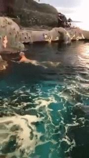 一男子跳进鲨鱼池,美国一男子跳进水族馆鱼缸