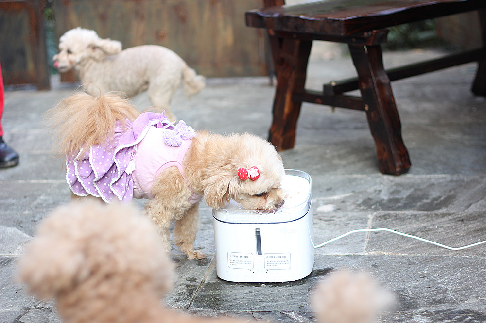 宠物饮水机大容量猫咪自动喂水器,宠物猫咪饮水机推荐