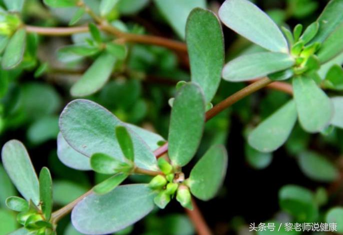 太多人不知道的痔疮克星,痔疮的克星每天吃一点赶走老痔疮