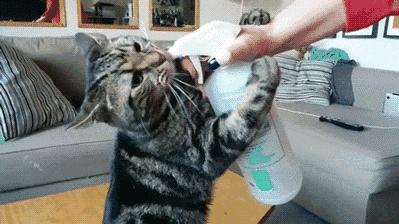 怎么给猫主子选猫罐头,如何挑选猫零食猫罐头