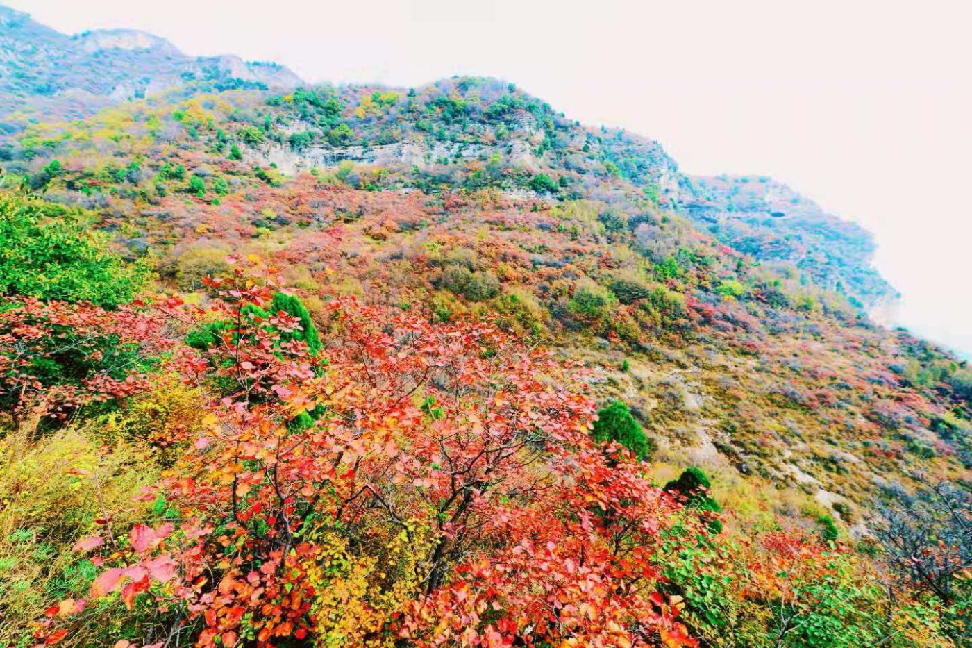 邢台云梦山“红叶节”开启!上万亩黄栌、五角枫勾勒太行山独特美景