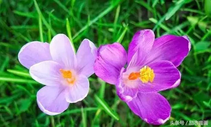 最实用的成语集锦,史上最全成语分类汇总