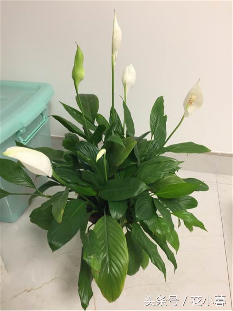 白掌生虫黑色小飞虫怎么办,白掌出现哪些情况救不回来了