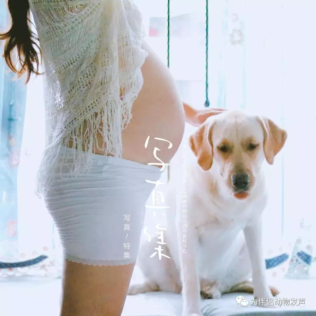 怀孕的时候你还会坚持养宠物吗,孕妇几个月就可以养宠物狗狗了
