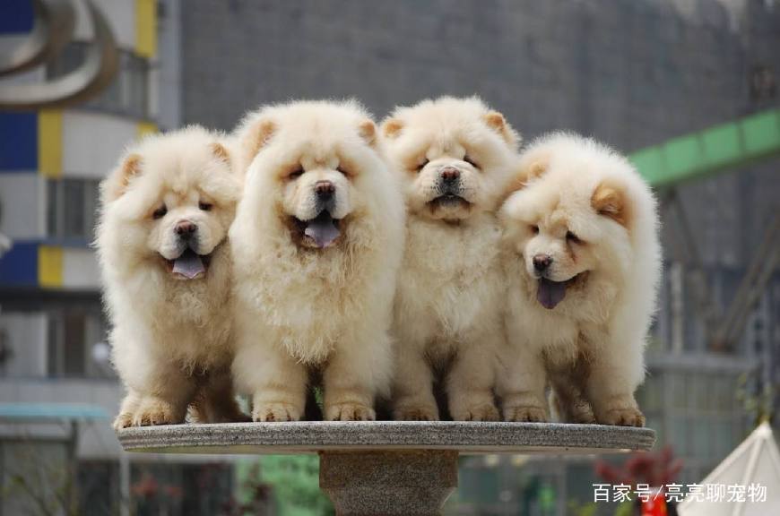 松狮喂养啥食物,松狮幼犬怎么喂养方法图解