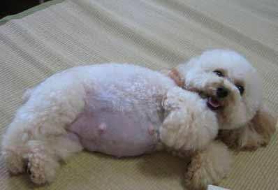 狗狗孕育小生命的过程,狗狗接生那几天要注意什么