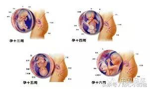 胎儿发育过程图3d动画,胎儿发育过程图水果