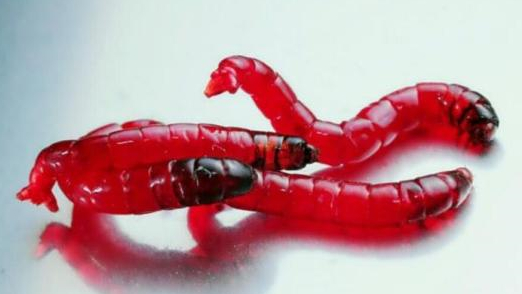 钓鲫鱼买红虫怎么选择饵料,红虫钓鲫鱼有荚膜开饵方法