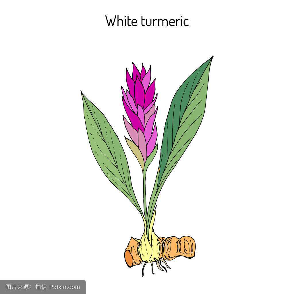 中药材莪术功效作用,中药材莪术哪产的好