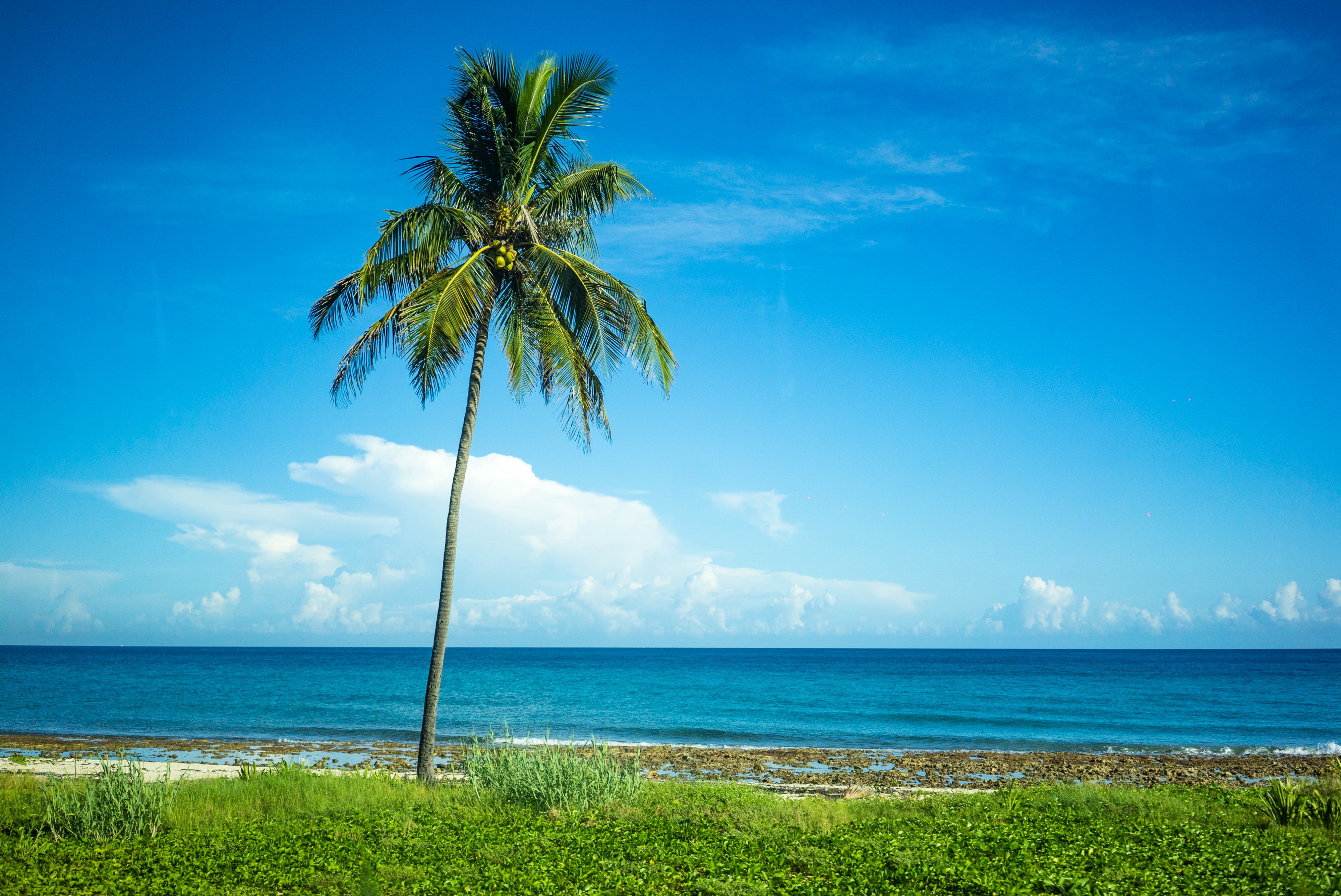 雪茄古巴系列,美国雪茄古巴