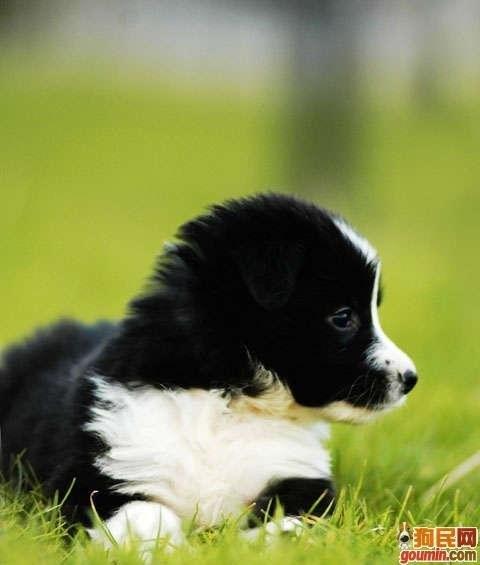 各种狗狗搞笑视频集锦,狗狗集锦