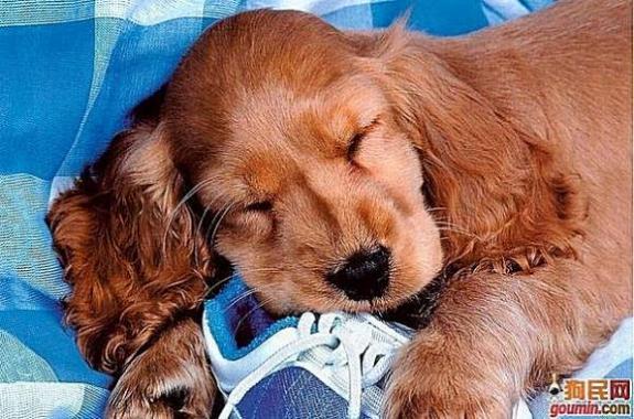 各种狗狗搞笑视频集锦,狗狗集锦