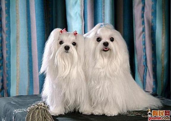 各种狗狗搞笑视频集锦,狗狗集锦