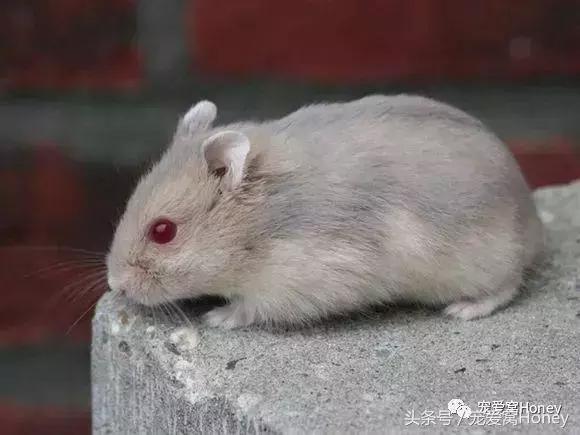 三线仓鼠和银狐仓鼠一起养可以吗,紫仓仓鼠和三线仓鼠哪个仓鼠更好