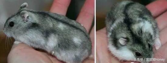 仓鼠中记忆强大的仓鼠品种,布丁仓鼠和三线仓鼠为什么会打架