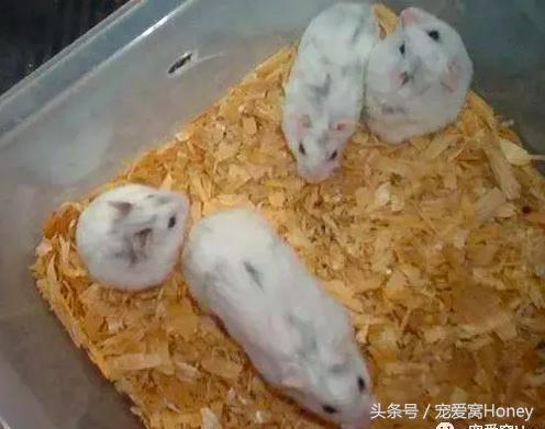 三线仓鼠和银狐仓鼠一起养可以吗,紫仓仓鼠和三线仓鼠哪个仓鼠更好