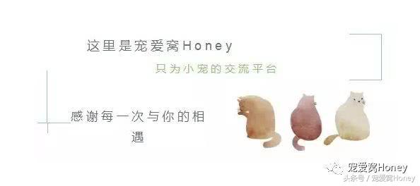 坎贝尔仓鼠的常见疾病和饲养方法,仓鼠比耶是什么品种