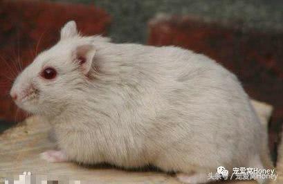 坎贝尔仓鼠的常见疾病和饲养方法,仓鼠比耶是什么品种