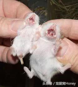 坎贝尔仓鼠品种分类大全,仓鼠比耶是什么品种