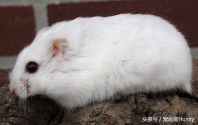 坎贝尔仓鼠的常见疾病和饲养方法,仓鼠比耶是什么品种