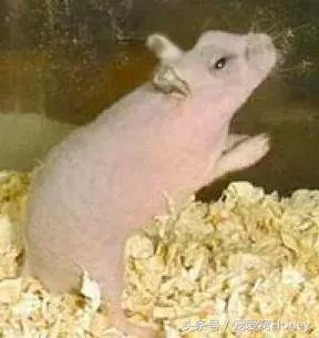 坎贝尔仓鼠的常见疾病和饲养方法,仓鼠比耶是什么品种