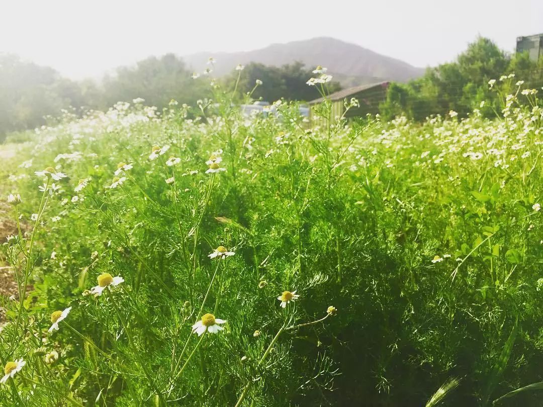 适合敏感肌的湿敷水洋甘菊,洋甘菊纯露修复敏感肌反馈