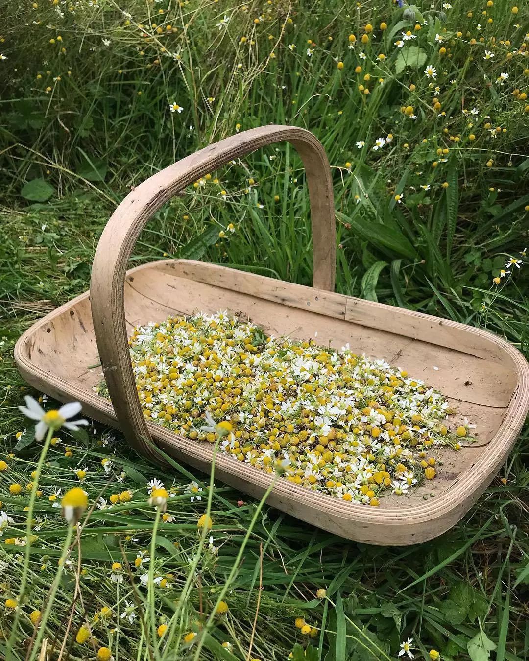 适合敏感肌的湿敷水洋甘菊,洋甘菊纯露修复敏感肌反馈