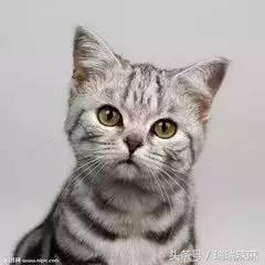 猫癣怎么办7个方法搞定猫癣,如果猫得了猫癣会怎么办