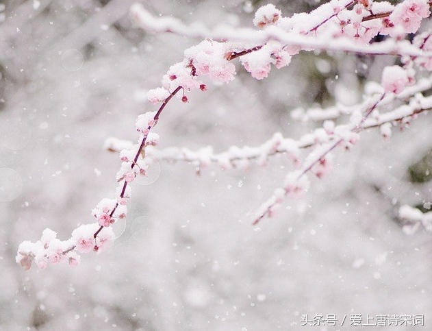 梅花古诗解析,唐诗三百首中梅花的意象
