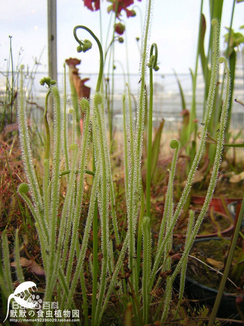 茅膏菜哪个品种捕虫效率最高,茅膏菜是食虫植物吗