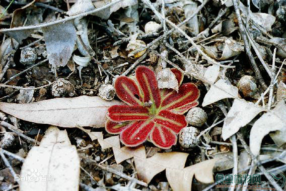 茅膏菜哪个品种捕虫效率最高,茅膏菜是食虫植物吗