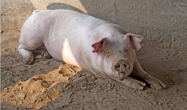 猪病毒性腹泻和细菌性腹泻的区别,猪吃了流行性腹泻的料几天发病