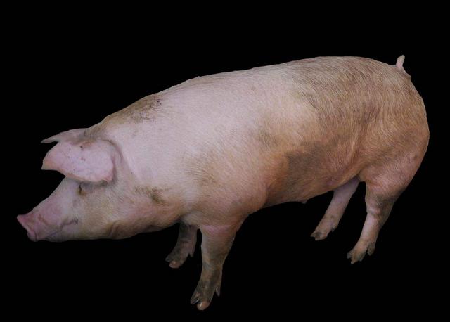 猪老是拉肚子是怎么回事,猪传染性胃肠炎和流行性腹泻区别