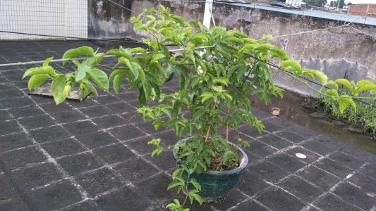 吃过的百香果不要扔,百香果皮吃了不要扔