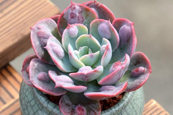 丑萌多肉盆栽,丑的多肉有哪些