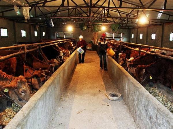 物以稀为贵，冬季牧草稀缺，养牛省草这十法更经济！