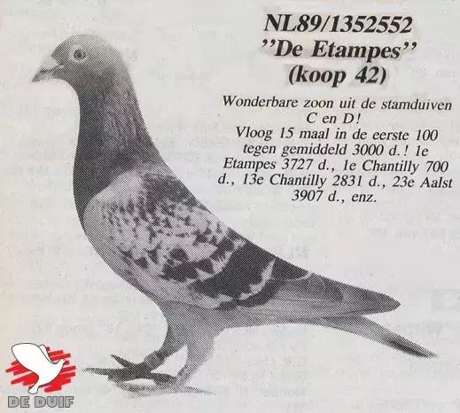 饲料控高峰，鸽脚冰冷是危险信号！