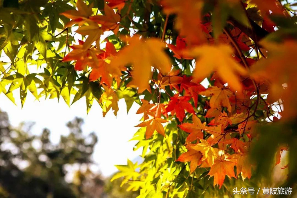 秋色正当时,实时秋色美景