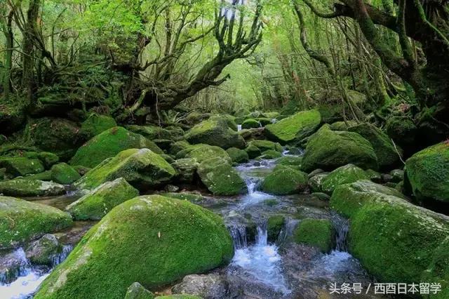 小偷家族日本大原海水浴场取景,小偷家族特写镜头