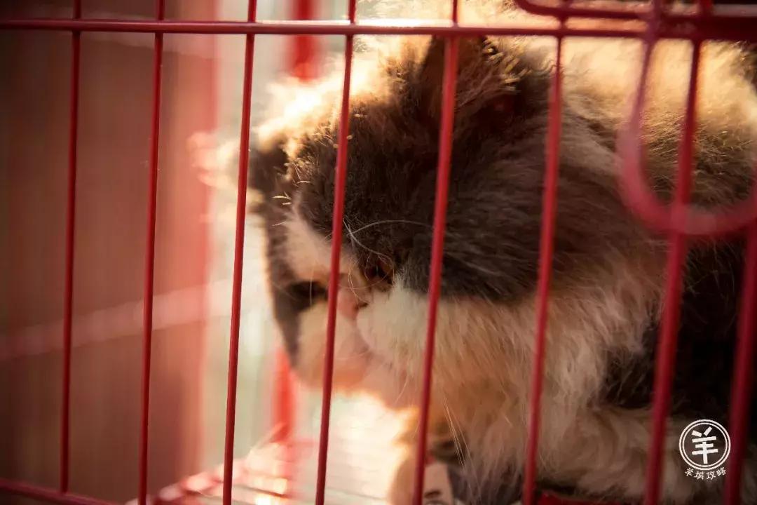 广州最大唱片店,广州最大黑胶唱片店