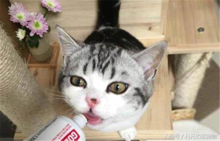 自制猫粮配方最好十款猫粮,自制猫粮靠谱吗