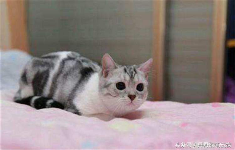 自制猫粮配方最好十款猫粮,自制猫粮靠谱吗